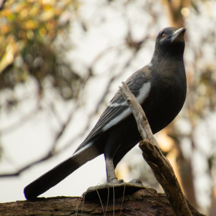 The Antie Magpie statue on a branch, watching the sky