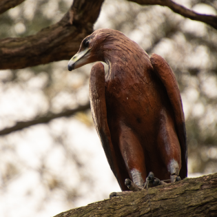 The Brother Wedge-Tail Eagle statue keenly looks for prey