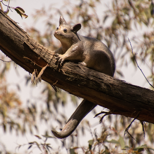 The Brushtail Possum statue hugs a branch and enjoys the sun