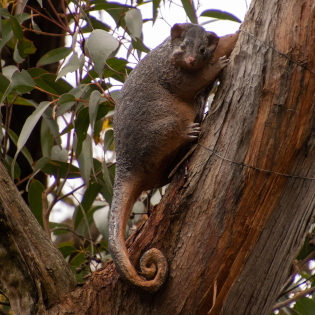 The Ringtail Possum statue hugs and tree trunk in the shade