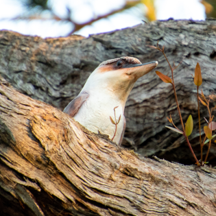 The Grandaughter Kookaburra statue hiding in a tree