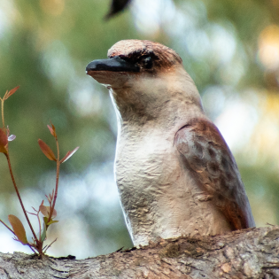 The Nanna Kookaburra purched high in a tree