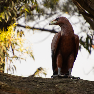 The Sister Wedge-Tail Eagle statue perched on a branch