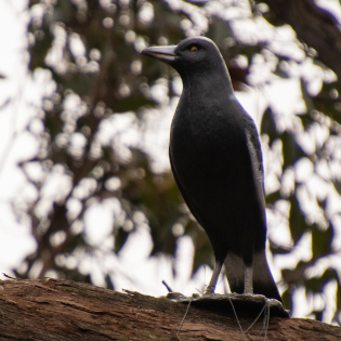 The Uncle Magpie statue standing proudly on a branch